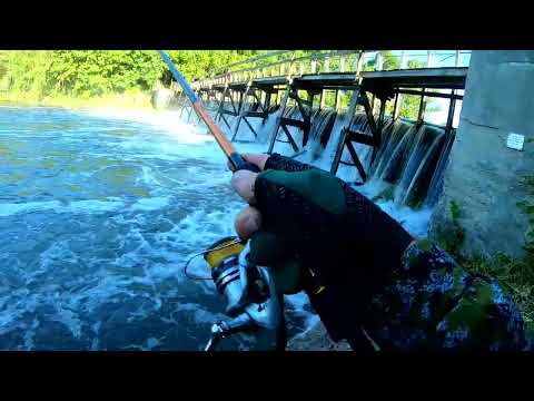 Видео: Сумасшедшая,  пьяная от кислорода рыба