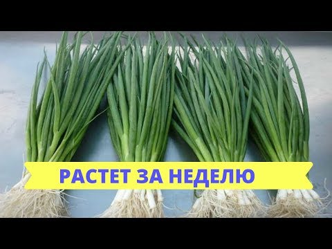 Видео: Бешенный рост Зелёного лука за 7 ДНЕЙ