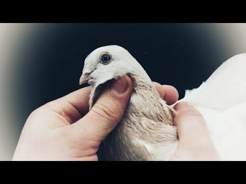Видео: Это Уникальная ПОРОДА голубей не для Всех !?