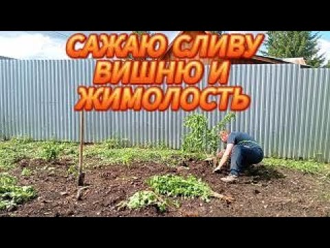 Видео: САЖАЮ СЛИВУ, ВИШНЮ, ЖИМОЛОСТЬ И СМОРОДИНУ