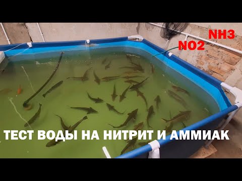 Видео: Итоги работы осетрового мини УЗВ. Тест на аммиак и нитрит с самым простым самодельным биофильтром.