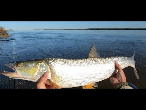 Видео: Осень.  Какие красавцы ловятся!!!