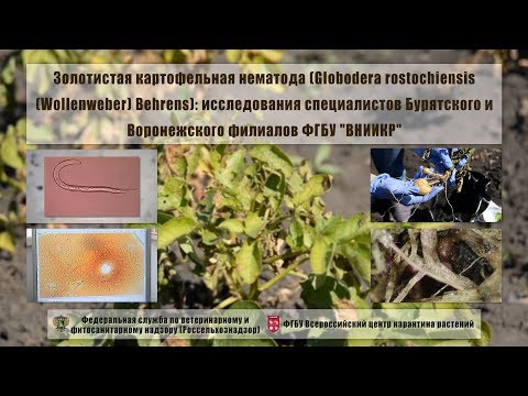 Видео: Золотистая картофельная нематода (Globodera rostochiensis (Wollenweber) Behrens)