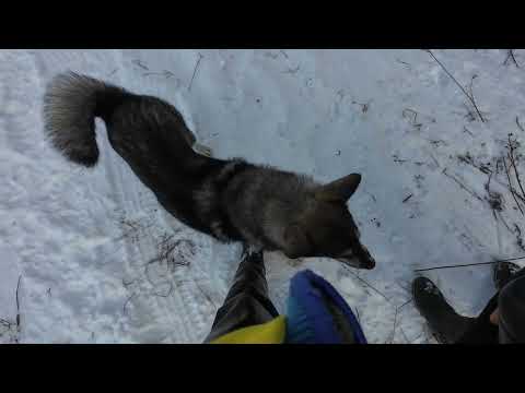 Видео: 2025.11.03. Горин. День 2.