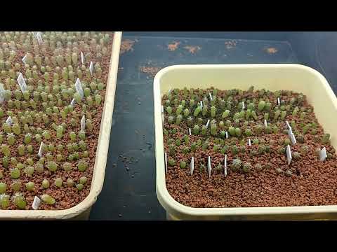 Видео: Вторая пикировка сеянцев кактусов. Кирпичная крошка.