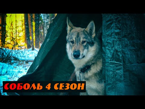 Видео: Соболь 4 сезон, 3 серия, Леший работает лося. В соболя пулей 12 калибра!