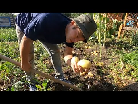 Видео: ПАРЕНЬ ЖИВУЩИЙ В ДАЛИ ОТ Города  ПРИНЕС В Деревню ещё 5 КУР/ Соседи увидав его обрадовались.