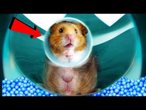 Видео: Невероятен огледален лабиринт за хамстера ми. Ще премине ли?