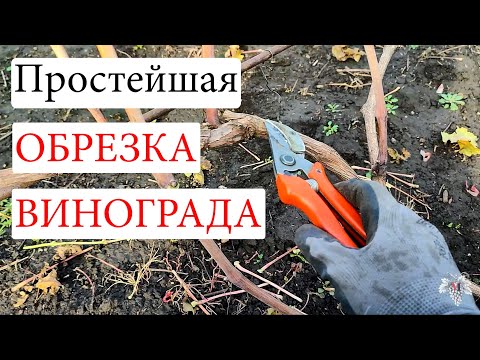 Видео: Как ОБРЕЗАТЬ Виноград! Простая ОБРЕЗКА