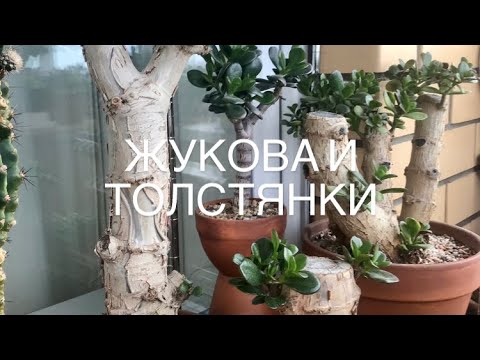 Видео: История одной толстянки и общий обзор.