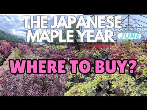 Видео: Продаются японские клёны: не ошибитесь, когда принесёте их домой!