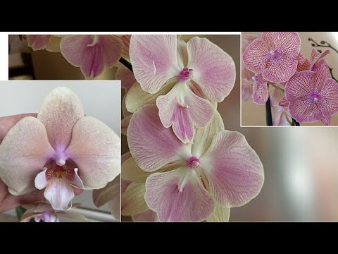 Видео: Такого ОБЗОРА ЕЩЁ НЕ БЫЛО!Орхидея  ЧЕРНЫЙ ЛЕБЕДЬ, ПРИНЦЕССА, ЧАЙ с МОЛОКОМ, БАБОЧКИ!