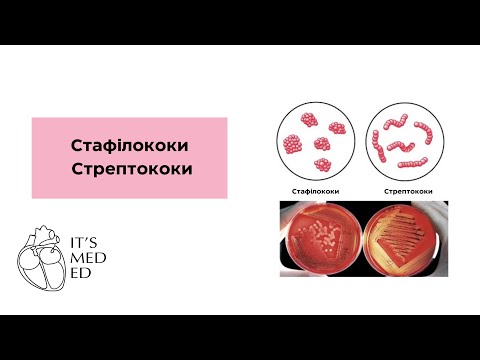 Видео: Мікробіологія. Cтафілококи  і стрептококи.