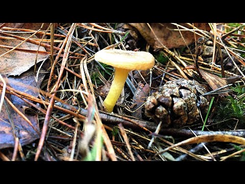 Видео: ГРИБЫ НА ПОРОГЕ ЗИМЫ. Часть 1: Гигрофор поздний, Эксидия железистая