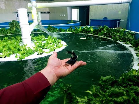 Видео: Аквапоника. Стерлядь для чёрной икры и макрозелень в качестве биофильтра