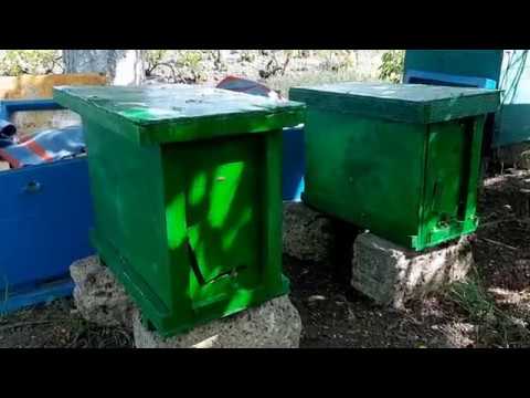 Видео: Пасека с нуля. Первые рои 2019.