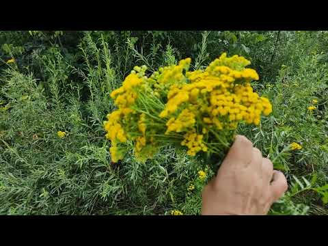 Видео: Тараканы, уходите. Растение  от тараканов в доме.