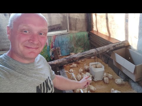 Видео: Кормушка для кур из старой канистры !!!