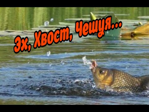 Видео: Забрался на ДИКОЕ ОЗЕРО. Линь, КАРАСЬ на КИВОК.