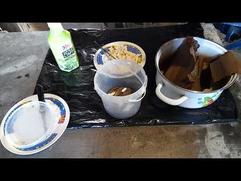 Видео: Клонирую Белую Вешенку(картон)