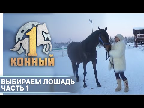 Видео: Выбираем лошадь. Если вы решили купить коня...
