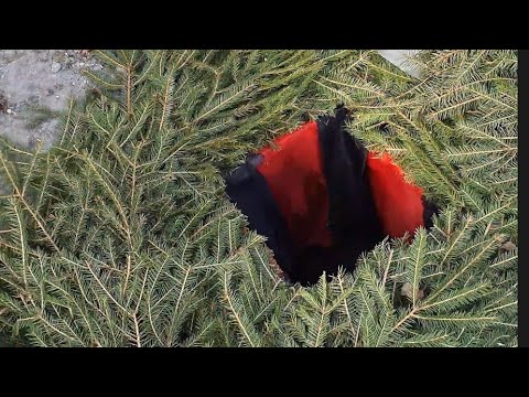 Видео: Новодевичье кладбище  февраль 2022 / Увидел разрытую могилу 😳 Тайна могилы Ельцина