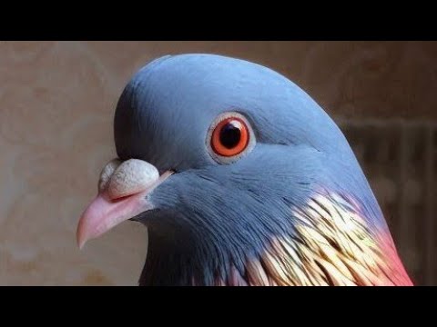 Видео: ТРЕСКУЧИЕ ГОЛУБИ 💥 Древняя Порода Голубей 💥