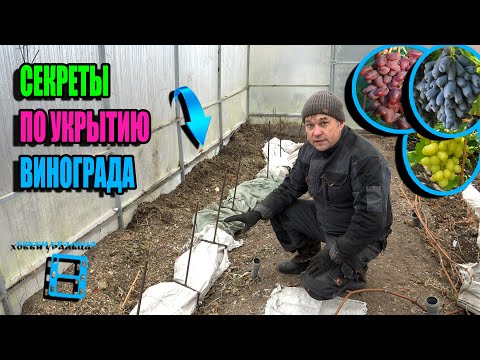 Видео: ВСЕ СЕКРЕТЫ ПО УКРЫТИЮ ВИНОГРАДА НА ЗИМУ, СУПЕР ДЛЯ ЮГА И ДЛЯ СЕВЕРА. СЕВЕРНЫЙ ВИНОГРАДНИК 24-34