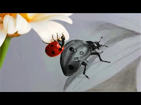 Видео: Как нарисовать БОЖЬЮ КОРОВКУ НА РОМАШКЕ КАРАНДАШОМ Как Научиться РИСОВАТЬ