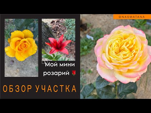 Видео: ОБЗОР РОЗАРИЯ |мини розарий первого сезона | розы в сентябре