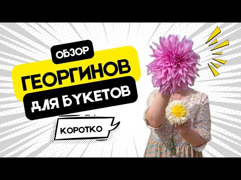 Видео: Новые и старые сорта георгинов. Обзор 2025