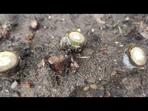 Видео: 552#.Тяжëлая зима для роз🌹Розы чëрные, но не все. Пытаюсь реанемировать🌹