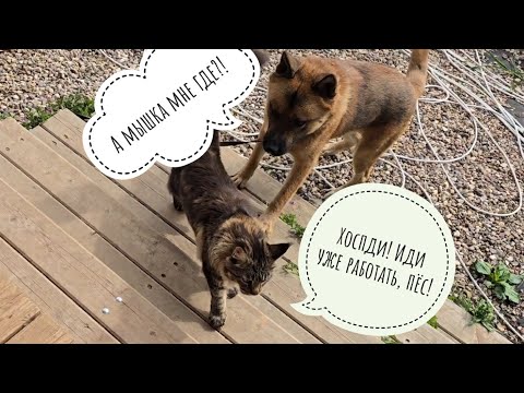 Видео: Сова Ёль говорит девочке Алёнке УГУ, кошка Морошка смотрит гараж, я развесила листики сове на вольер