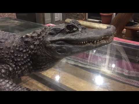 Видео: Тоха Каймановый крокодил