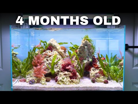 Видео: ДОБАВЛЕНИЕ РЫБЫ И КРЕВЕТОК В РИФОВЫЙ АКВАРИУМ ДЛЯ НОВИЧКОВ