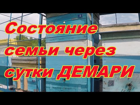 Видео: Как ЭФФЕКТИВНО бороться с роением пчел? Метод Демари против роения. #2
