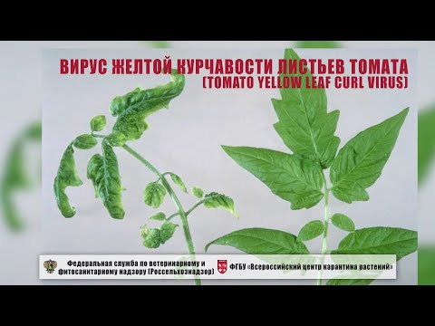 Видео: Вирус желтой курчавости листьев томата (Tomato yellow leaf curl virus)