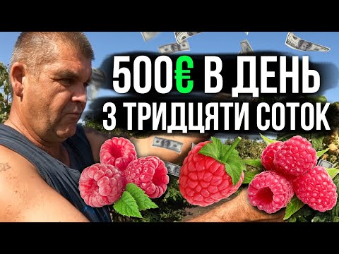 Видео: ‼️ІДЕАЛЬНИЙ МАЛИННИК з 30 соток приносить 500 ЄВРО ЗА ДЕНЬ‼️ Бізнес в селі на малині.