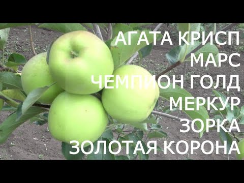 Видео: Обзор контрольного  плодоношения сортов яблони на 3-й год на 05.09.2022г. Часть 1