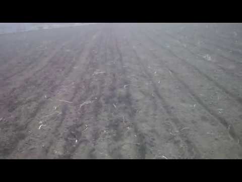 Видео: Раній Посів Моркви Болтекс