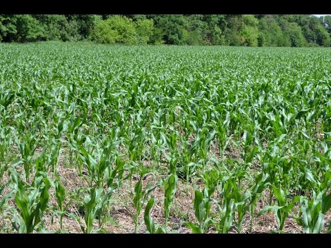 Видео: Экспериментальное поле с посевами кукурузы по No-Till технологии. КФХ Владимира Гавриленко