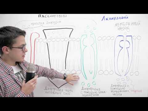 Видео: Мембрана: строение и функции