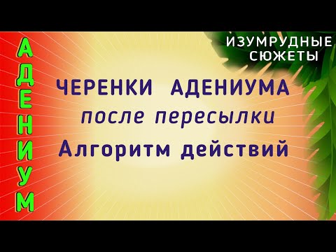 Видео: Черенки Адениума После Пересылки