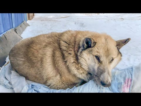 Видео: Хозяева выставили больную собаку за ворота  Травмированный Пес сутки пролежал при смерти на снегу