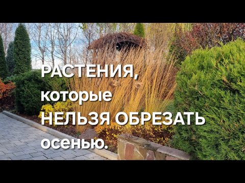 Видео: Растения,  которые НЕЛЬЗЯ ОБРЕЗАТЬ осенью. 