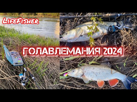 Видео: Голавлемания 2024. Ловля голавля и жереха. Река УПА. Май 2024. 1 часть.