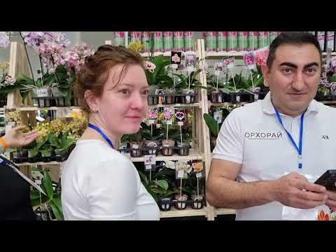 Видео: "Орхидиум" 17 мая 2025 | неполный вариант