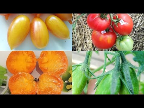 Видео: Эти ТОМАТЫ мне НЕ понравились и я НЕ посажу в СЛЕДУЮЩЕМ году.Обсудим вместе .
