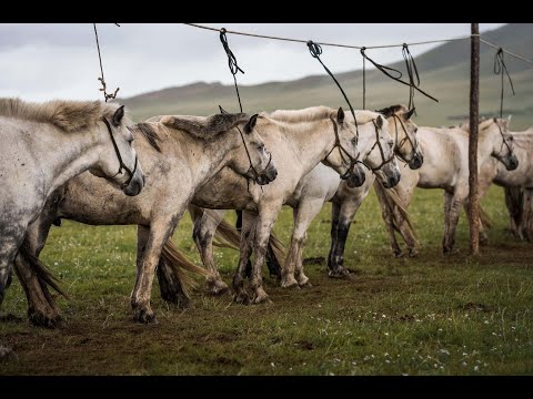 Видео: Монгол адууны гайхамшиг | Малчин телевизийн нэвтрүүлэг - С.  Зэвсэг