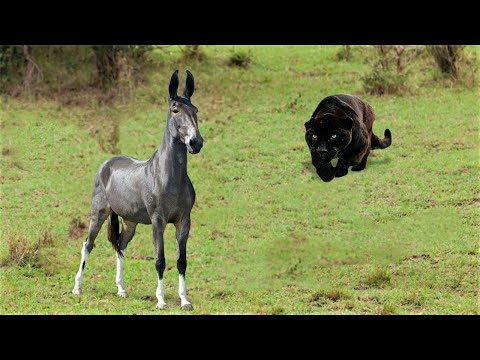 Видео: Эти Животные Связались Не с Тем Ослом!!! Редкие Сражения Животных , Снятые на Камеру!